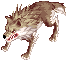Lobo del desierto