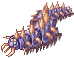 Escolopendra