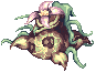 Jungle Madragora