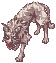 Coyote